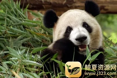 熊猫护林员 熊猫护林员