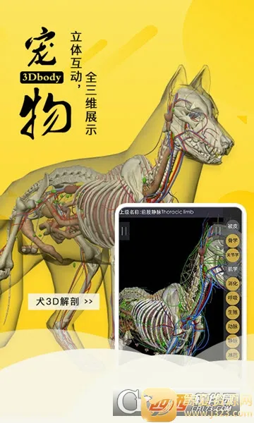 3dbody��������